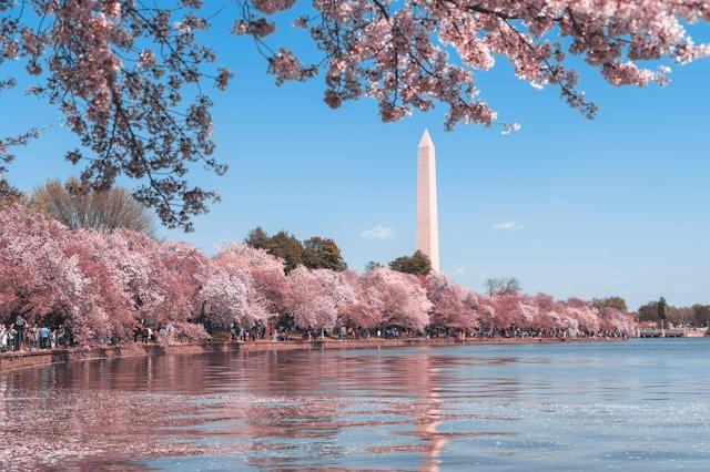 andy-he-PuJc2Sodi94-unsplash Pomnik Waszyngtona otoczony kwitnącymi wiśniami nad Tidal Basin w Waszyngtonie, D.C. (fot. Andy He / Unsplash)