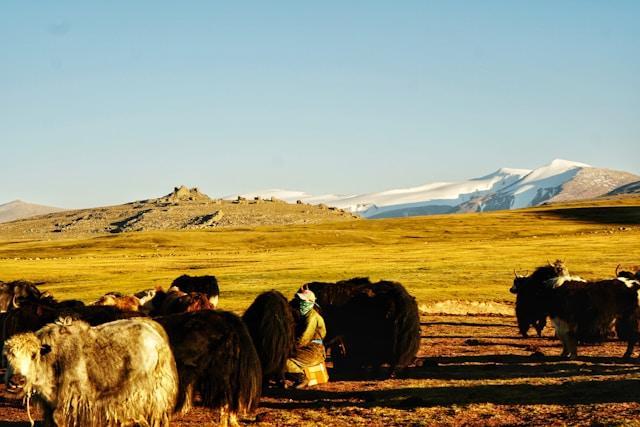 ariungoo-batzorig-CJ15Q-p9xI-unsplash Pasterz doglądający stada jaków na trawiastym stepie, w tle ośnieżone szczyty gór (Mongolia)